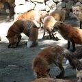 fox_village_2016_4692