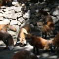 fox_village_2016_4694