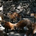 fox_village_2016_4695