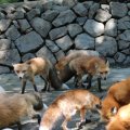 fox_village_2016_4697