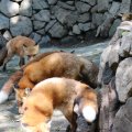 fox_village_2016_4698