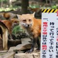 fox_village_2016_4699
