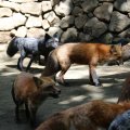 fox_village_2016_4704