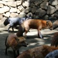 fox_village_2016_4705