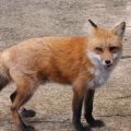 fox_village_2016_4707