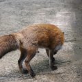 fox_village_2016_4708