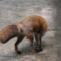 fox_village_2016_4709