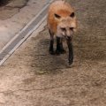 fox_village_2016_4710