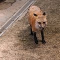 fox_village_2016_4711