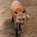 fox_village_2016_4712