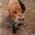 fox_village_2016_4713