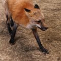 fox_village_2016_4714