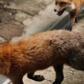 fox_village_2016_4718