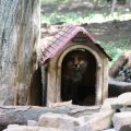 fox_village_2016_4720