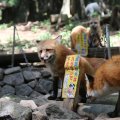 fox_village_2016_4722