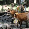 fox_village_2016_4724