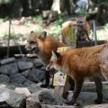 fox_village_2016_4724