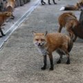 fox_village_2016_4725