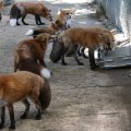 fox_village_2016_4726