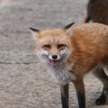 fox_village_2016_4727