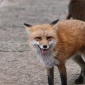 fox_village_2016_4728