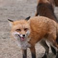 fox_village_2016_4729