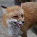 fox_village_2016_4730