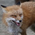 fox_village_2016_4731