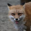 fox_village_2016_4732