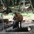 fox_village_2016_4734