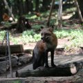 fox_village_2016_4736