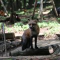 fox_village_2016_4737