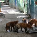 fox_village_2016_4738