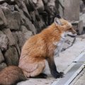 fox_village_2016_4739