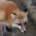 fox_village_2016_4748