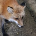 fox_village_2016_4749