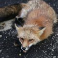 fox_village_2016_4756