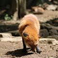 fox_village_2016_4759