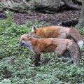 fox_village_2016_4761