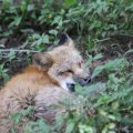 fox_village_2016_4762