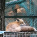 fox_village_2016_4765