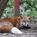 fox_village_2016_4767