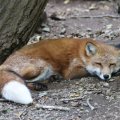 fox_village_2016_4769