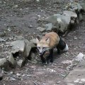 fox_village_2016_4771