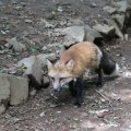 fox_village_2016_4773