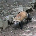 fox_village_2016_4773