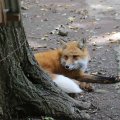 fox_village_2016_4782