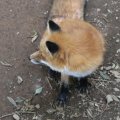 fox_village_2016_4785