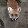 fox_village_2016_4786