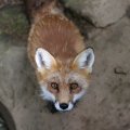 fox_village_2016_4789